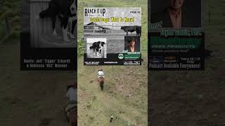 How To Work Cattle With Dogs shorts [upl. by Annavoj493]