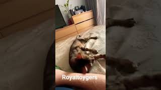 cat юмор toyger тойгер catlover toygercat кот [upl. by Ariday979]