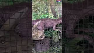 A Day at Sydney Zoo Part Bungarribee  Sydneys Best Attraction Australia [upl. by Eifos]