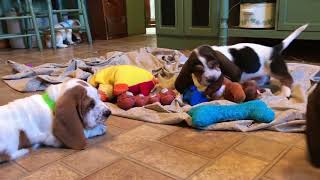 Basset Hound Puppies playing [upl. by Atig621]