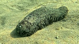 Black sea cucumber or Lollyfish Holothuria atra [upl. by Aidnis547]