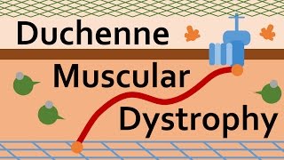 Duchenne Muscular Dystrophy and Dystrophin [upl. by Ayote755]