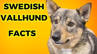 Swedish Vallhund  Top 10 Facts [upl. by Boyd]