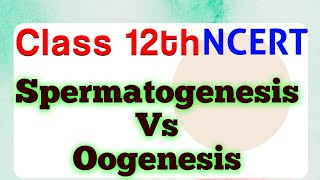 Differences between Spermatogenesis and Oogenesis  Class 12  Chapter 2 ScienceByDeeba [upl. by Connor964]