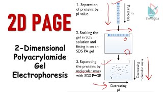 2D polyacrylamide gel electrophoresis  2D PAGE [upl. by Opiuuk]