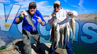 Catch and Cook Vegas Striped Bass at Lake Mead Fishing Trip [upl. by Anilac]