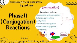 عضوية وزاري  شرح مهم خاص ب phase 2 II metabolism [upl. by Atilrac]