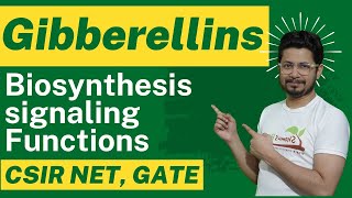 Gibberellin hormone biosynthesis and gibberellin function [upl. by Eiboh126]