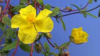 Bach Flower Remedies  Rock Rose [upl. by Nonnahsed902]