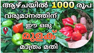 മുളക് കൃഷി  Mulak krishi in malayalam  chilly cultivation tips malayalam  Prs kitchen krishi [upl. by Couture567]