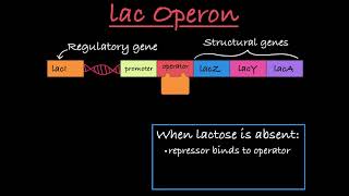 The lac Operon Positive and Negative Control [upl. by Norreg]