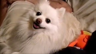 White pomeranian barking [upl. by Skiba]