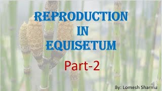 Equisetum  reproduction  and  life cycle  HPU BSc1st Year [upl. by Liew]