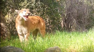 A Mountain Lion Screams In The Angeles National Forest [upl. by Anawt]