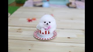 A teacup puppy steals a girls heart Pomeranian [upl. by Ailero]