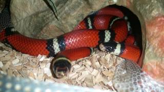 Sinaloan Milk Snake Shedding [upl. by Errol]