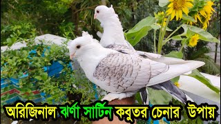 অরিজিনাল ঝরনা সাটিন কবুতর চেনার উপায়  সাটিন কবুতর পালন  Jhorna Sartin kobutor  Sartin kobutor [upl. by Branscum]