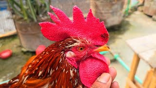 Most Beautiful Chicken Breeds  Australorp Rooster Crowing  Rooster Crowing Sounds Effect [upl. by Aime]