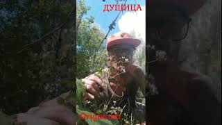 Души́ца лат Oríganum nature forest flowers herbs ayurveda plants health [upl. by Theobald555]