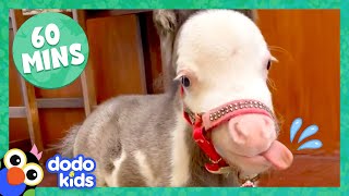 60 Minutes Of The Most Amazing Horse Stories  1 Hour Of Animal Video  Dodo Kids [upl. by Aerdma]