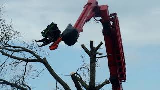 BOMEN ROOIEN MET WEIJTMANS AAN DE WESTELIJKE HAVENDIJK [upl. by Leiru662]