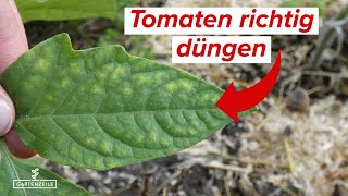 Tomaten richtig Düngen Diese Möglichkeiten hast du Tomatendünger vs Hausmittel [upl. by Kienan846]