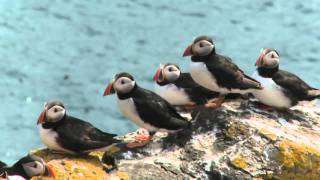 The Atlantic Puffin [upl. by Demy]