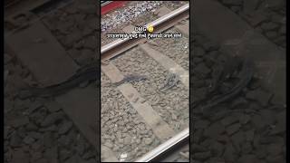 OMG😳 पावसामुळे मुंबई रेल्वे ट्रॅकमध्ये आले मासे  fish in mumbai railway track short shorts viral [upl. by Adnaloy]