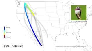 Shifting Migration Routes for Calliope Hummingbirds 2008–2013 [upl. by Muire]