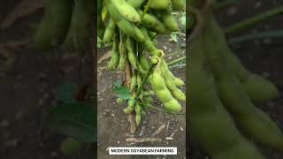 Soybean Farming 🌾🌾🌾Bapubrotherviralvideo youtubeshorts shortvideo farming [upl. by Manly]