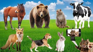 Sounds of Beautiful Animal Moments Cat Dog Horse Dolphin Tiger and Cow  Moments Wildlife [upl. by Eenttirb]