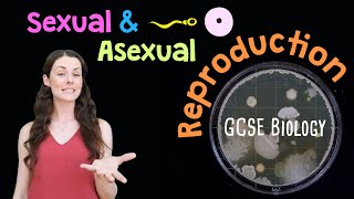 SEXUAL AND ASEXUAL REPRODUCTION GCSE Biology 91  Combined Revision amp Qs [upl. by Rehm]