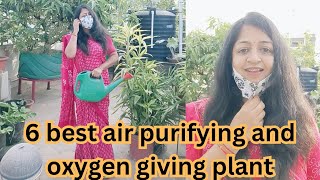 सबसे ज्यादा ऑक्सीजन देने वाला प्लांट । 6 most oxygen giving plants which can be grown easily [upl. by Auoz]