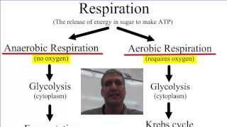 Anaerobic vs Aerobic Respiration [upl. by Deehahs902]