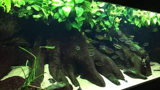 Lefini River Aquarium  Congo drainage Phenacogrammus aurantiacus [upl. by Silsby886]