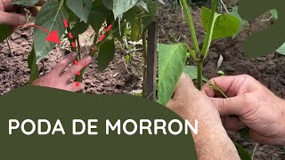 Cómo hacer la poda del pimiento 🫑 Morrón  Huerta de Tierra Generosa [upl. by Ishii]