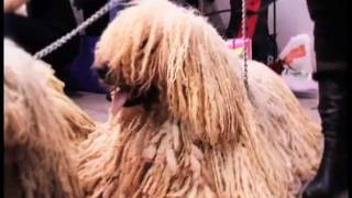 ПОРОДА КОМОНДОР И КОНКУРС ГРУМЕРОВ  KOMONDOR DOGS amp GROOMING CONTEST [upl. by Rycca246]