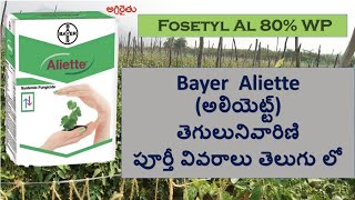 Bayer Aliette Fungicide in Telugu అలియెట్ట్ తెగులు నివారిణి  fosetyl al [upl. by Eetnuahs]