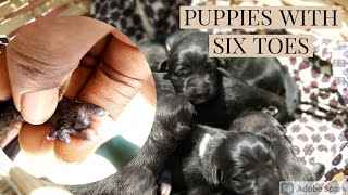 Caucasian dog gives birth to six puppies  puppies with six toes dogs puppies caucasianpuppies [upl. by Ebberta655]