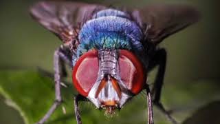 House fly sound effectsthe annoying one [upl. by Novyert]