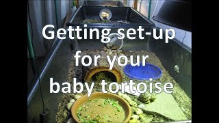 Getting setup for your baby tortoise  happytortoises [upl. by Aihsyla]