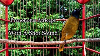 Pycnonotus Atriceps With A Shot Sound [upl. by Vanny]