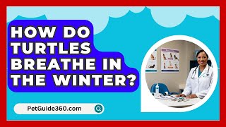 How Do Turtles Breathe In The Winter  PetGuide360com [upl. by Aramad]