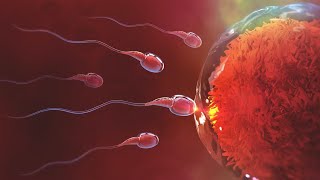 How Fertilization Happens 3d Animation  How Sperm Meets Egg [upl. by Ragland]