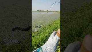 Claver snakehead fishingWait for the resultfishingwithmasudhookfishing snakeheadfishing [upl. by Annoya]