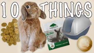 10 Things My Rabbit Cant Live Without [upl. by Jangro]