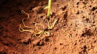 Field dodder Cuscuta campestris control by the granular herbicide quotCorralquot [upl. by Nirrac921]