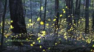 Tennessee Fireflies Realtime Stock Footage [upl. by Anier436]