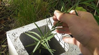 Australian Sandalwood Santalum spicatum Update 🌿🌳 [upl. by Cooperman]