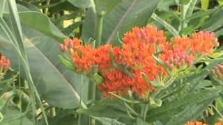 Minnesota Native Plant  Butterfly Weed Asclepias Tuberosa [upl. by Merkle]